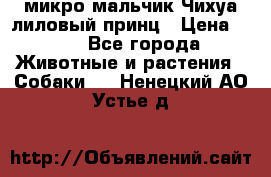 микро мальчик Чихуа лиловый принц › Цена ­ 90 - Все города Животные и растения » Собаки   . Ненецкий АО,Устье д.
